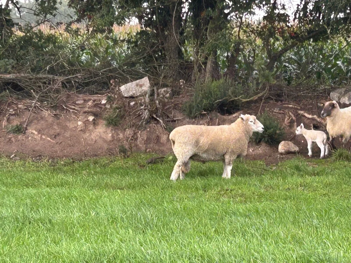 Teaser ram - Image 2