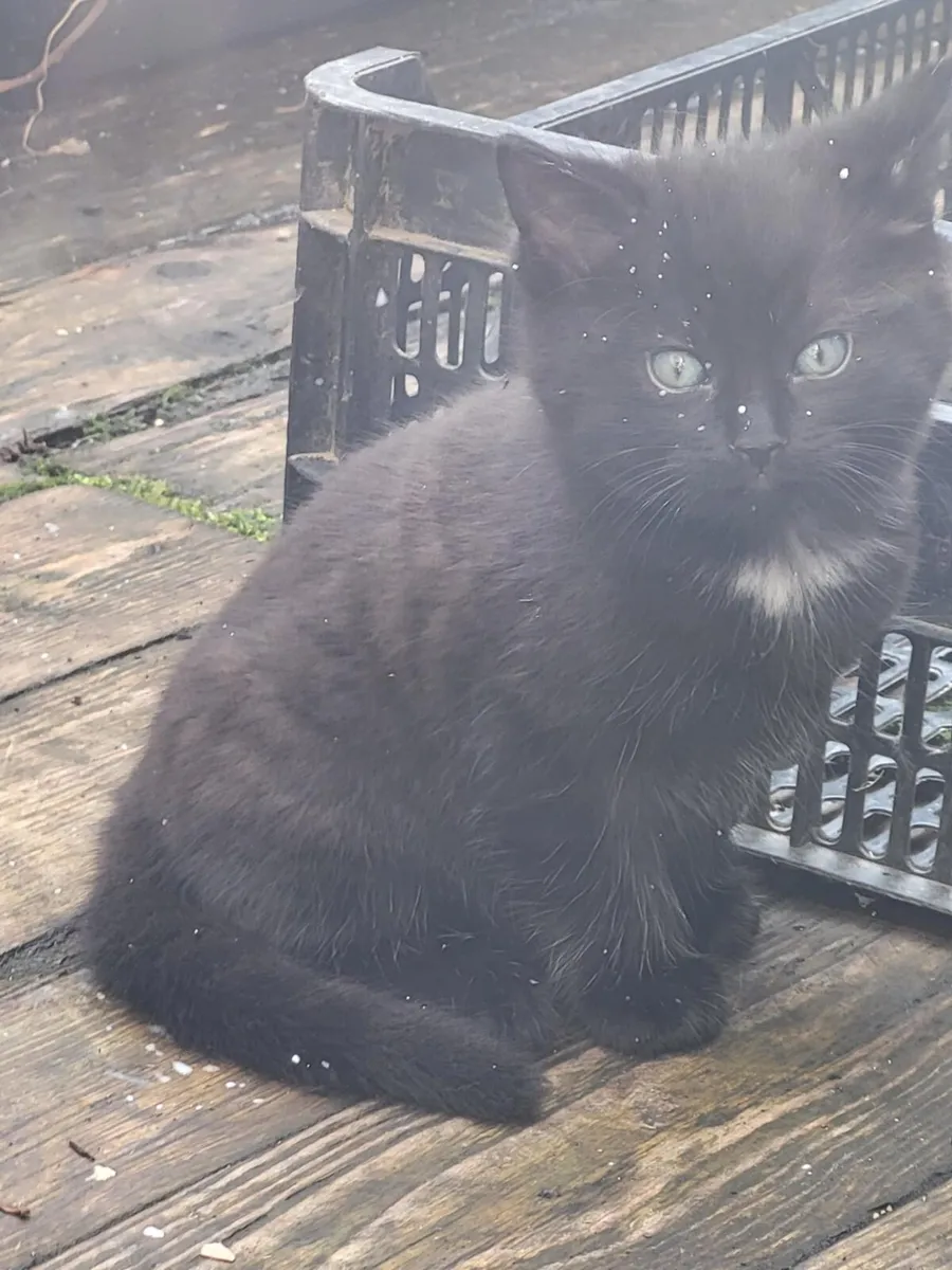 Kittens - Image 2