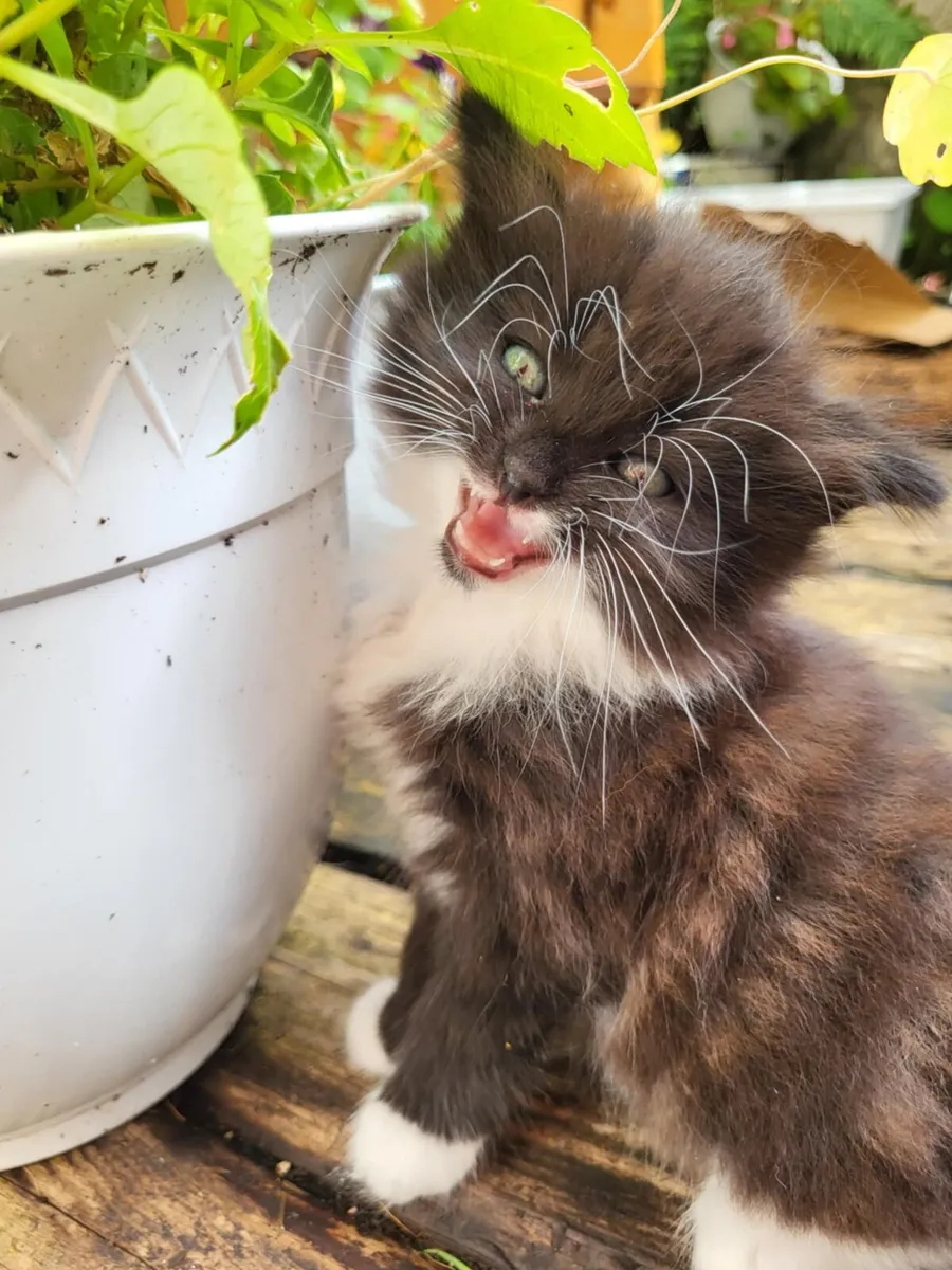 Kittens - Image 1
