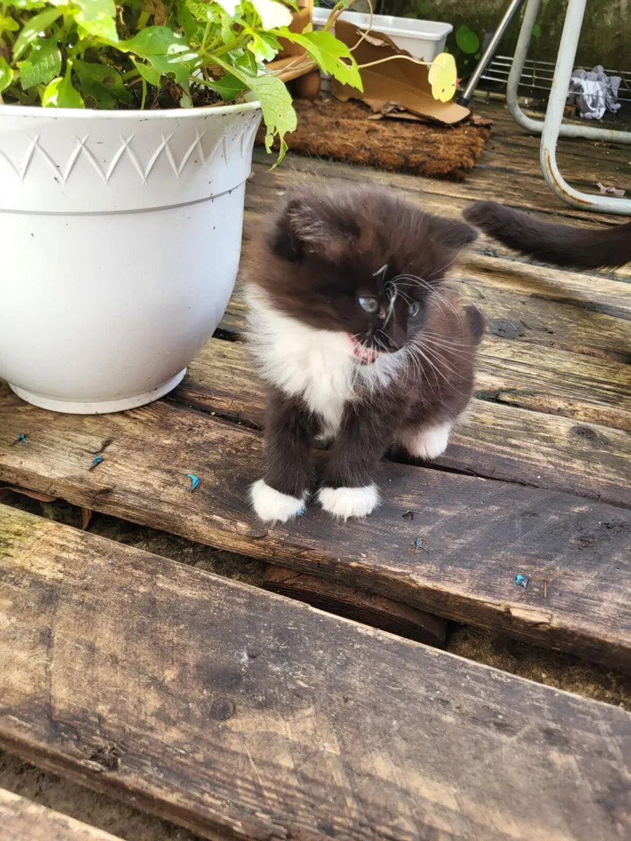 Kittens - Image 3