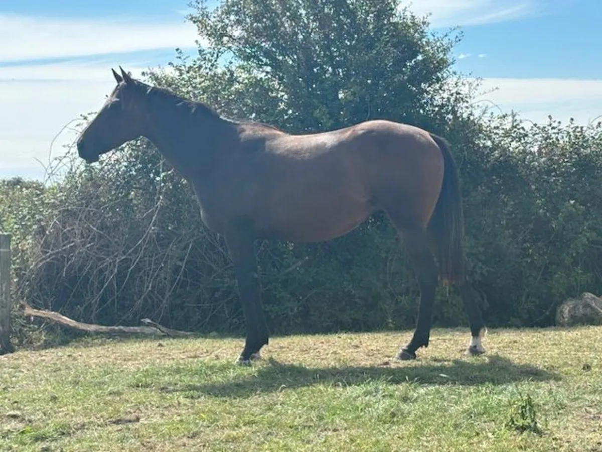 Thoroughbred Filly by Blue Bresil - Image 2