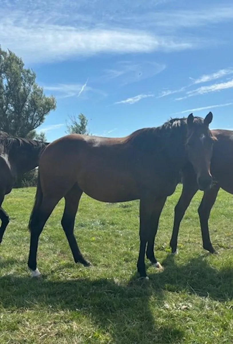 Thoroughbred Filly by Blue Bresil - Image 1