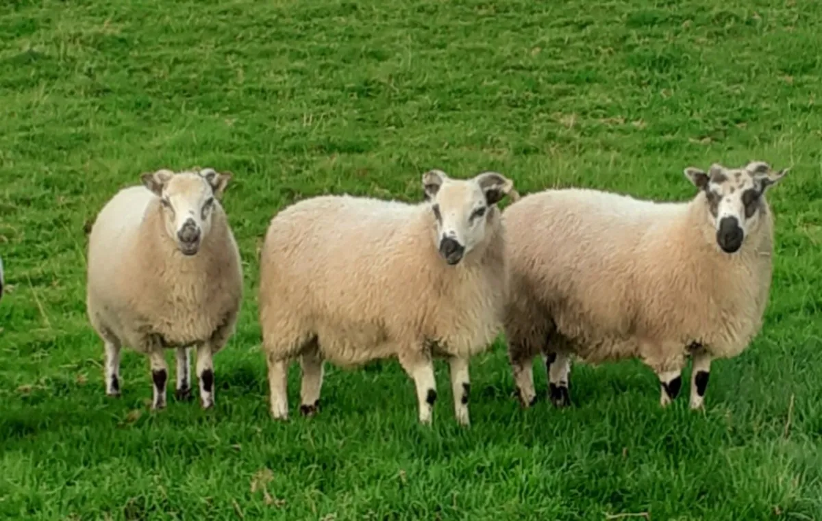 Kerry Hill X Jacob Ram Lambs - Image 1