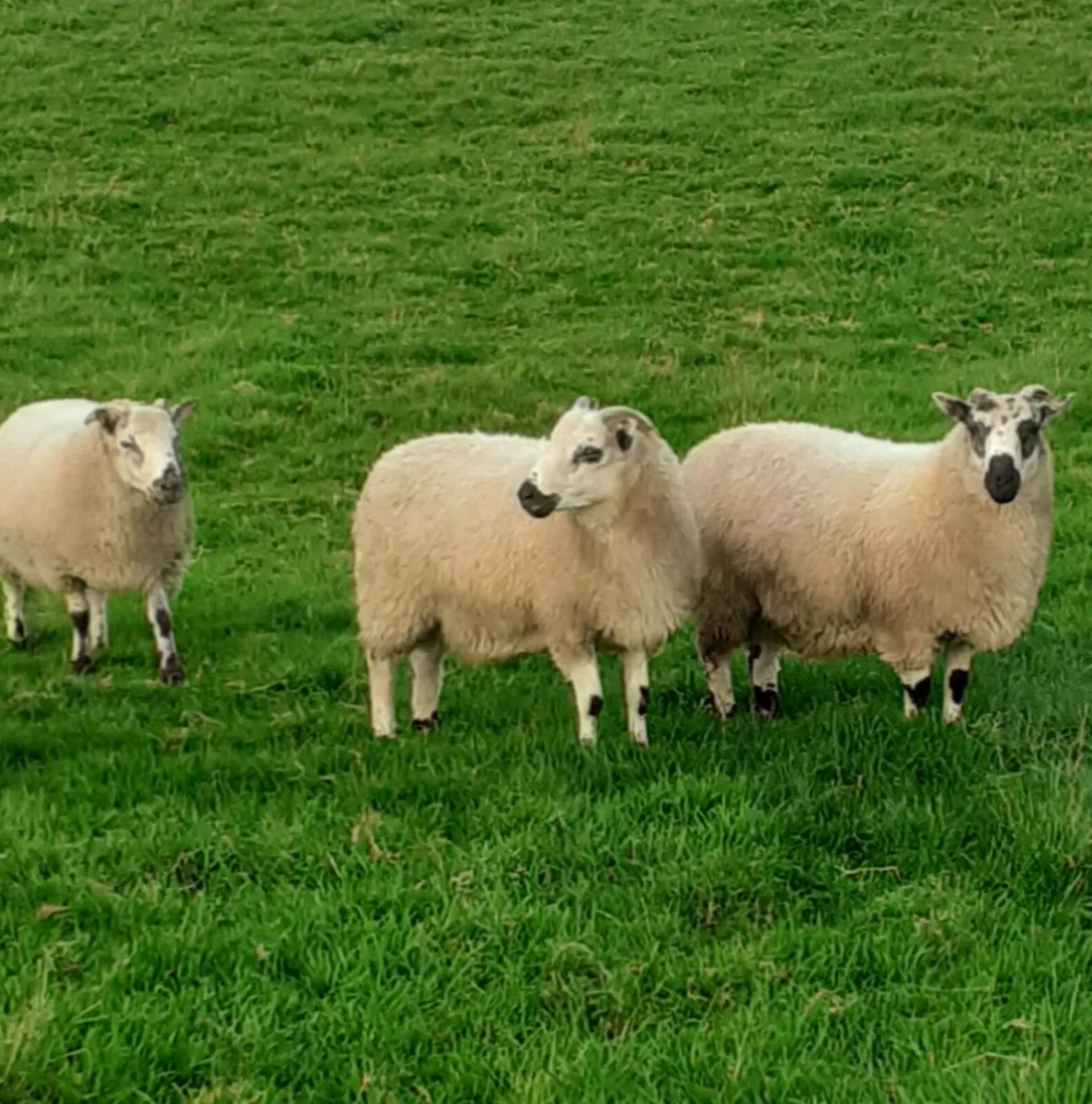 Kerry Hill X Jacob Ram Lambs - Image 2