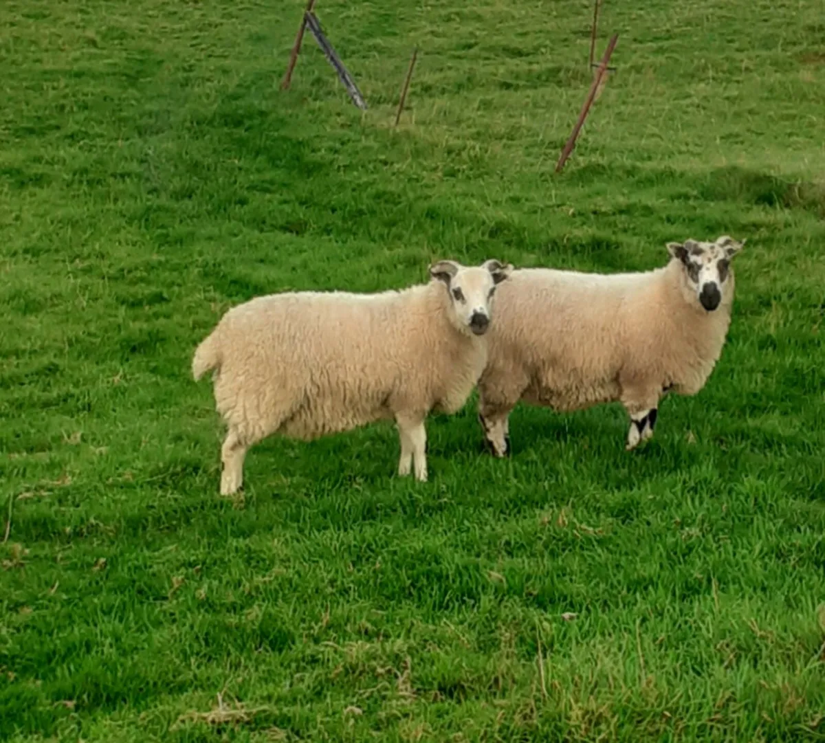 Kerry Hill X Jacob Ram Lambs - Image 3