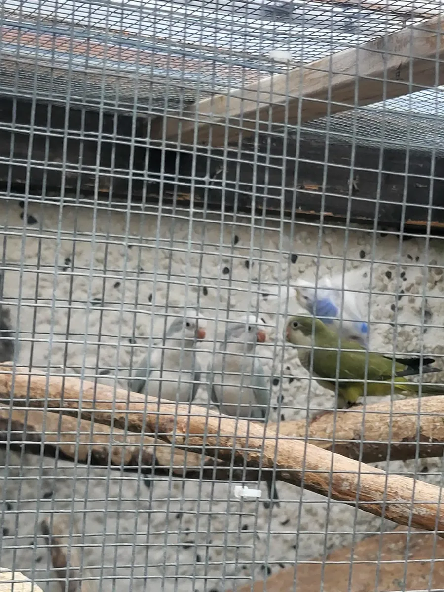 Quakers
