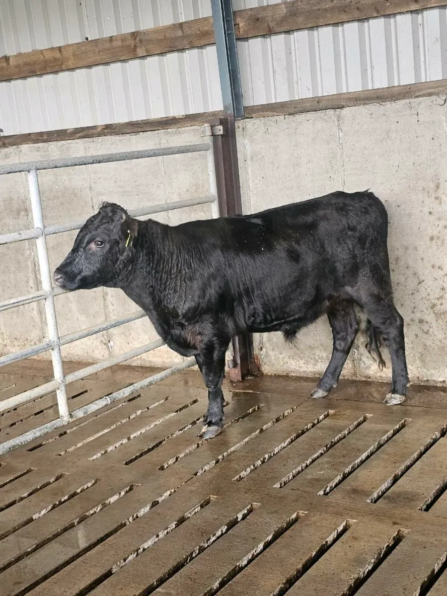 Dexter bullocks - Image 1