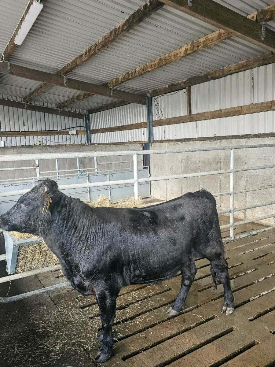 Dexter bullocks - Image 2