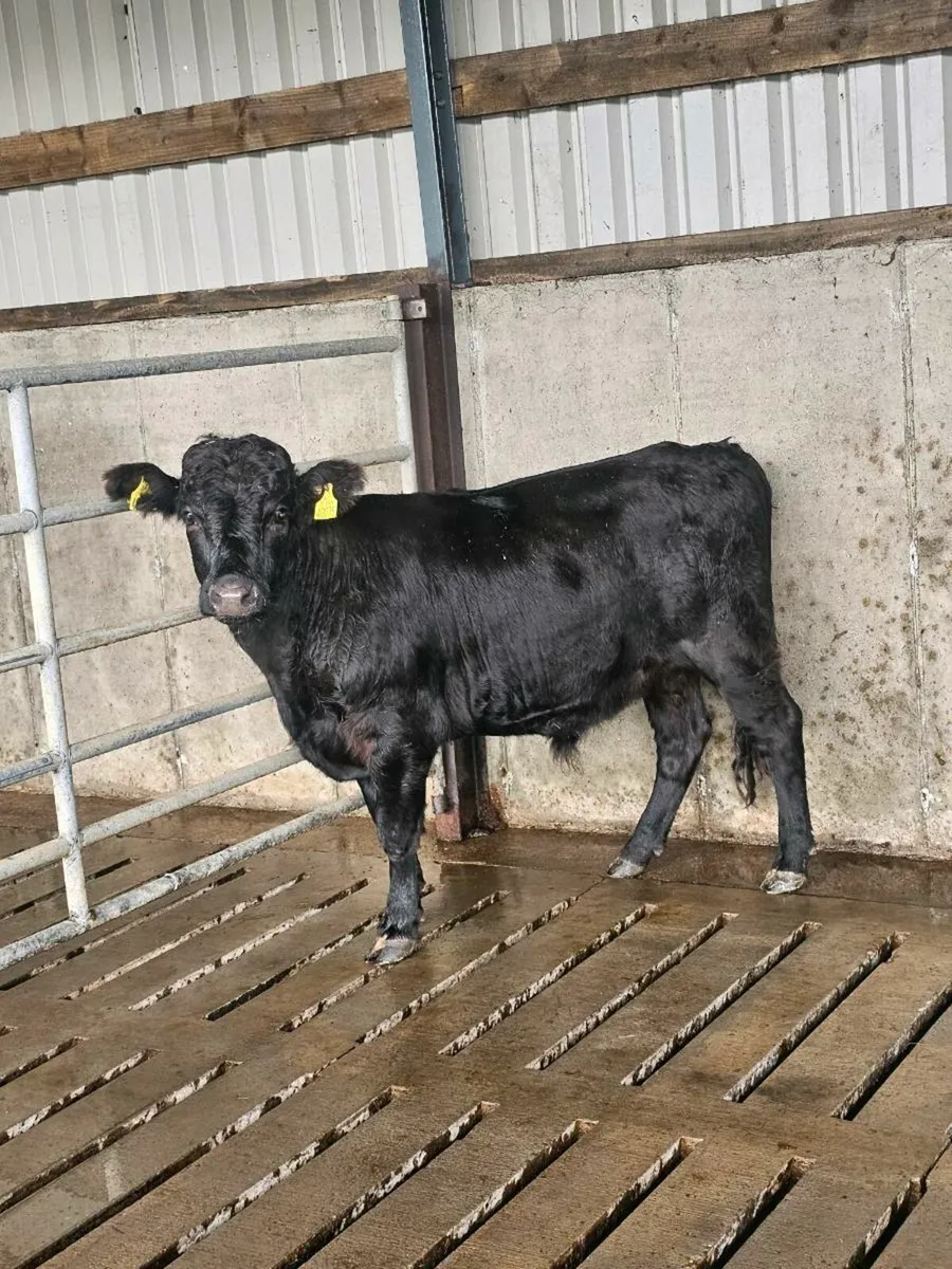 Dexter bullocks - Image 3