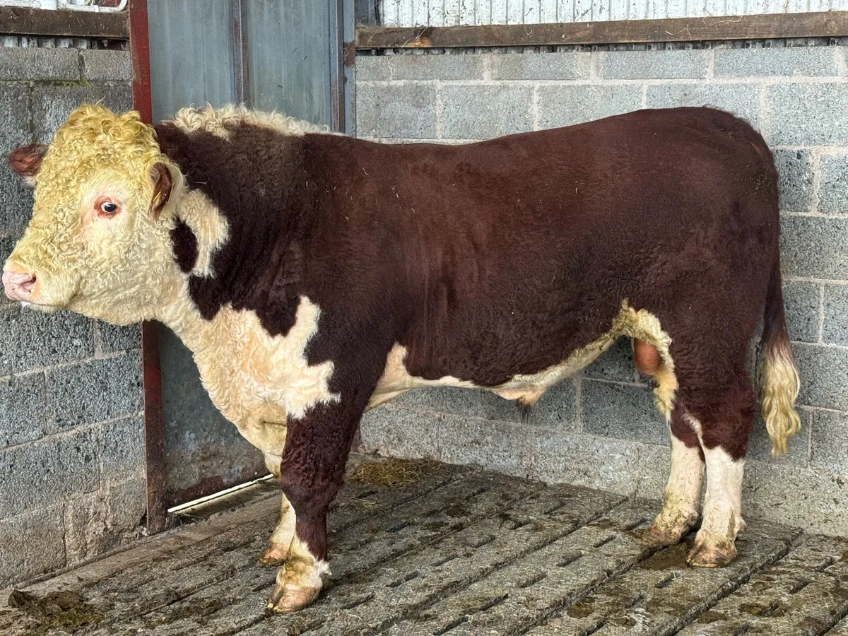 PBR Hereford Bull - Image 1