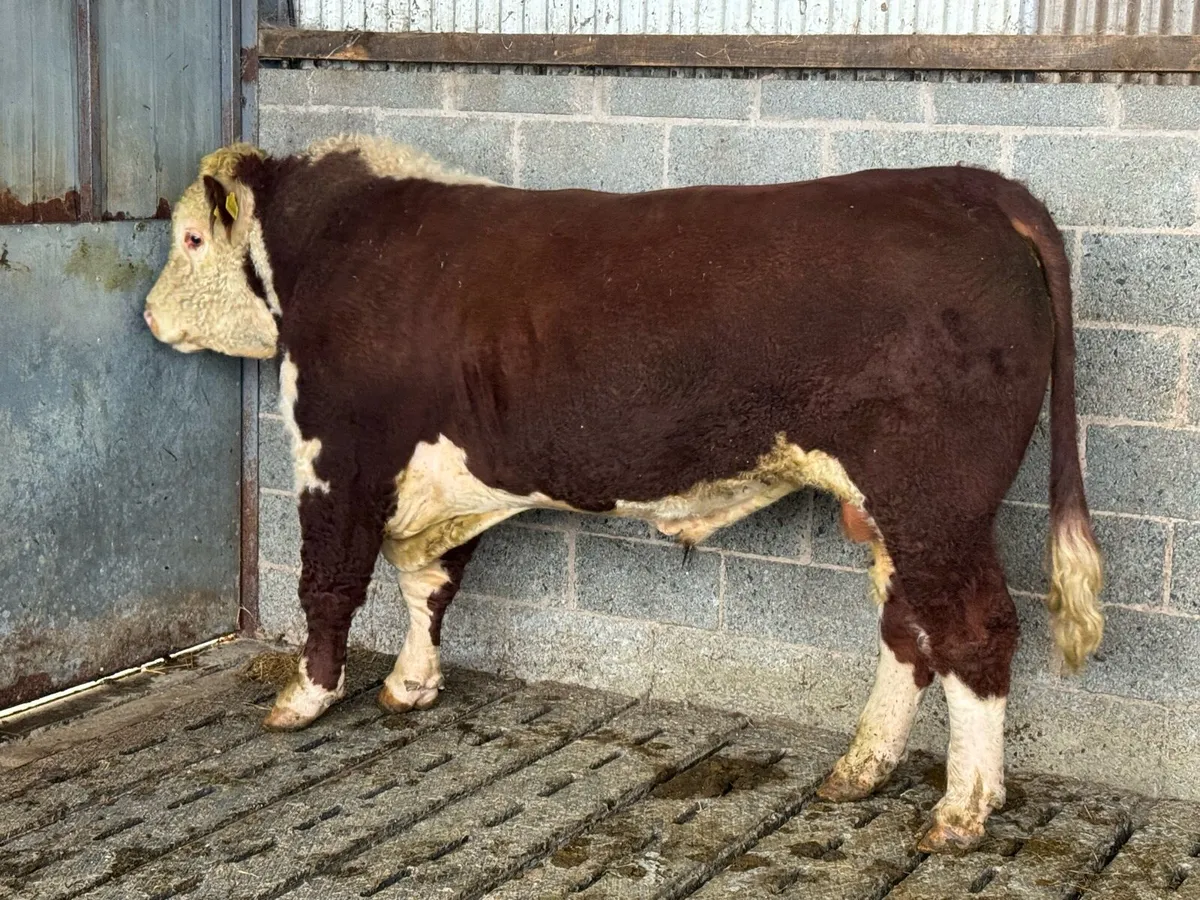 PBR Hereford Bull - Image 2
