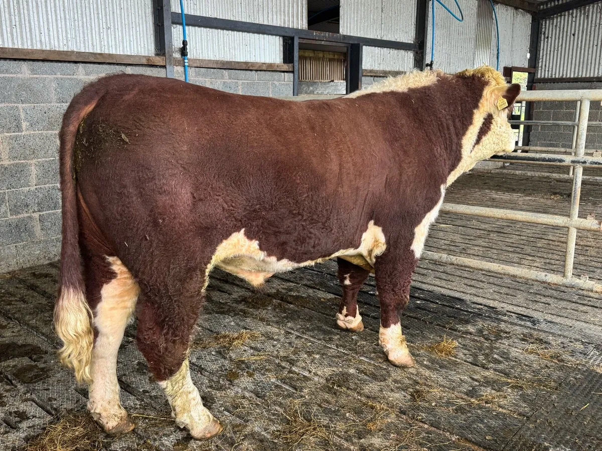 PBR Hereford Bull - Image 3