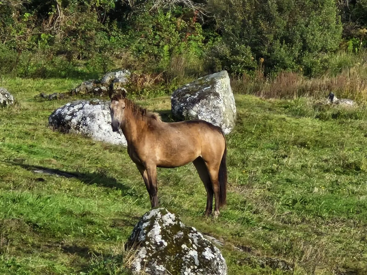 Connemara Pony two year old filly - Image 1