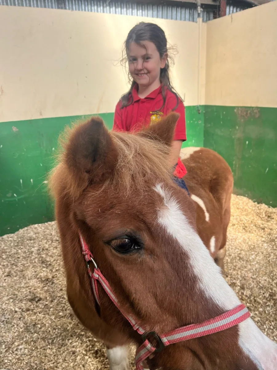 Kids pony - Image 2