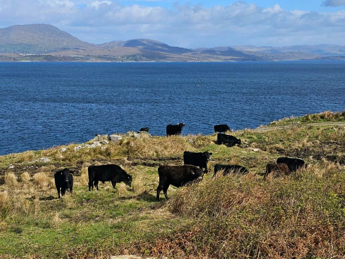 Dexter bullocks - Image 4