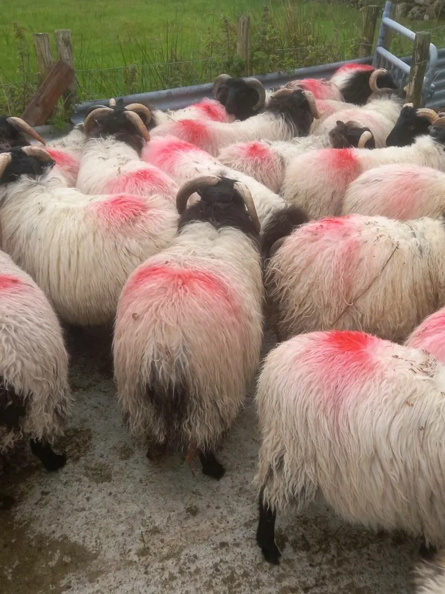 Ram lambs - Image 1
