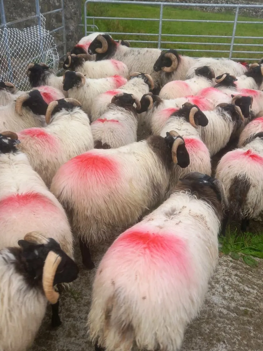 Ram lambs - Image 2