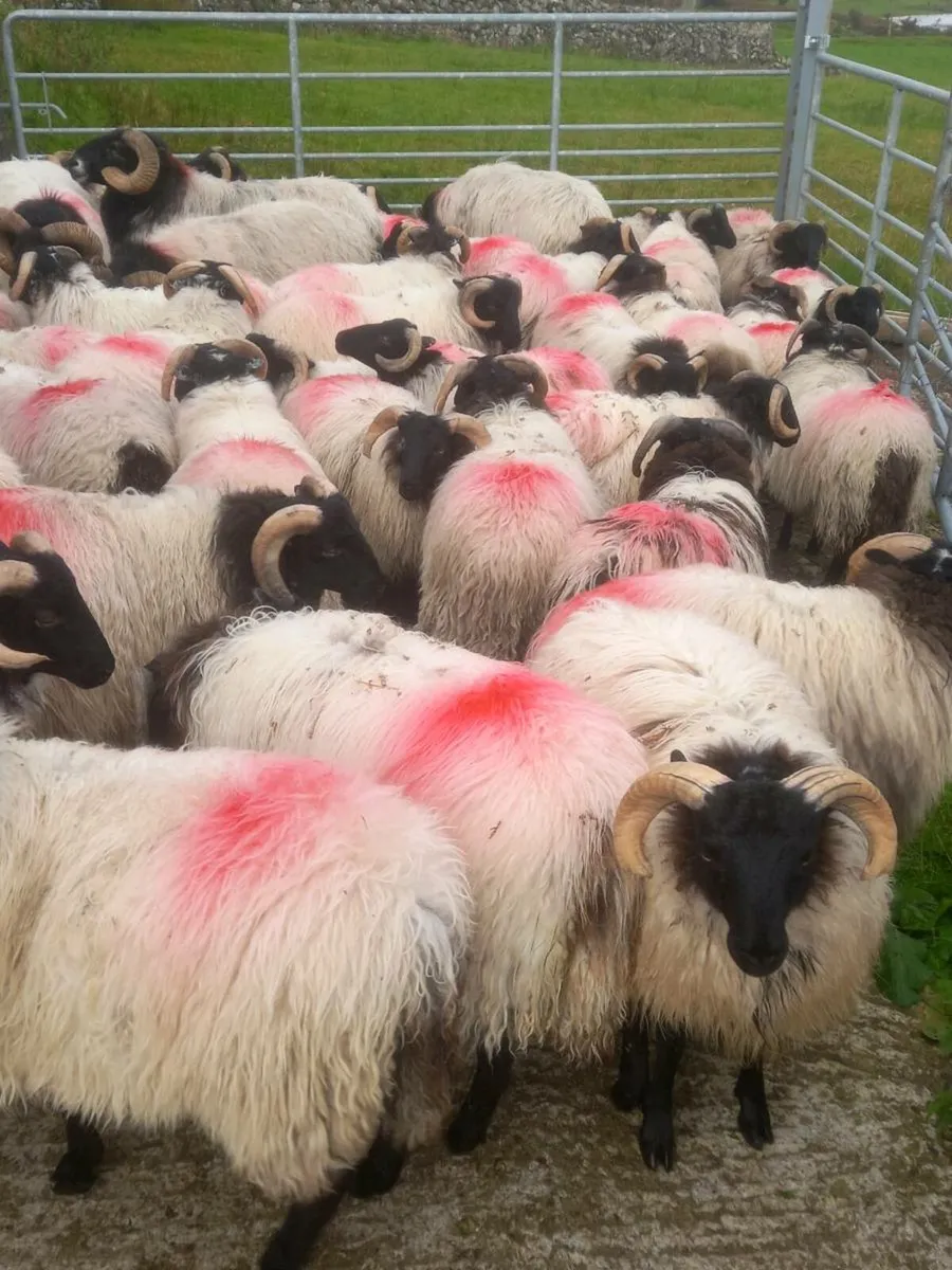 Ram lambs - Image 3