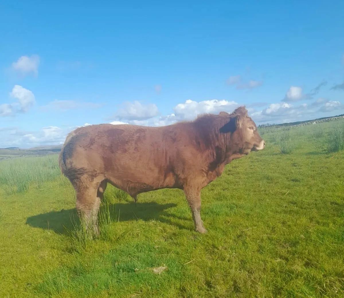 5* P.B.R  Bulls - Image 1