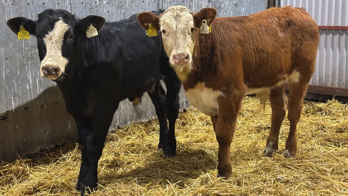 2 Quality Limousin Bull Wealings - Image 3