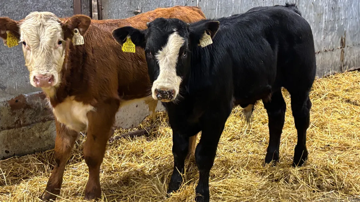 2 Quality Limousin Bull Wealings - Image 1