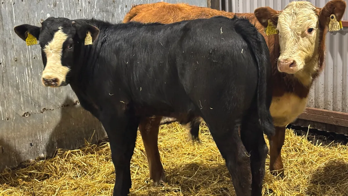 2 Quality Limousin Bull Wealings - Image 4