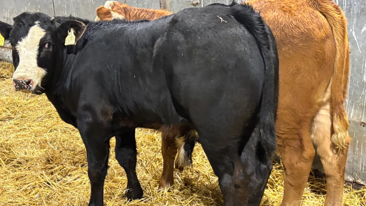 2 Quality Limousin Bull Wealings - Image 2
