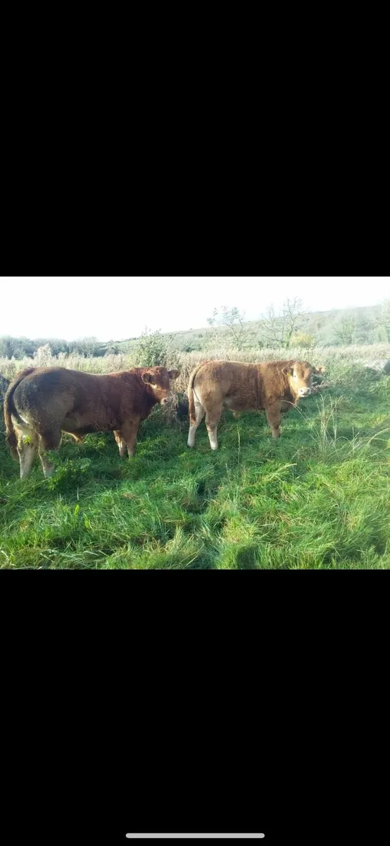 5* P.B.R  Bulls - Image 2