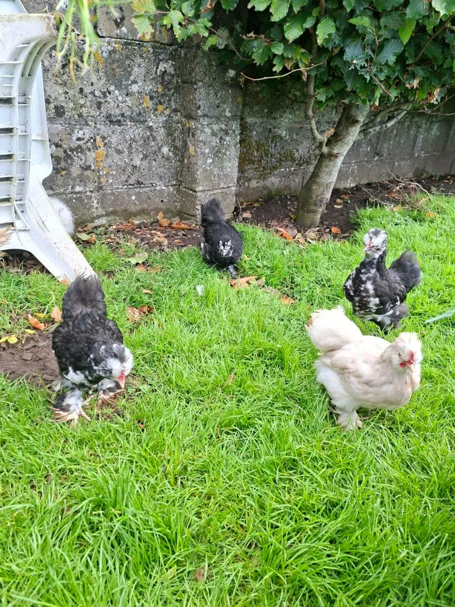Bantams