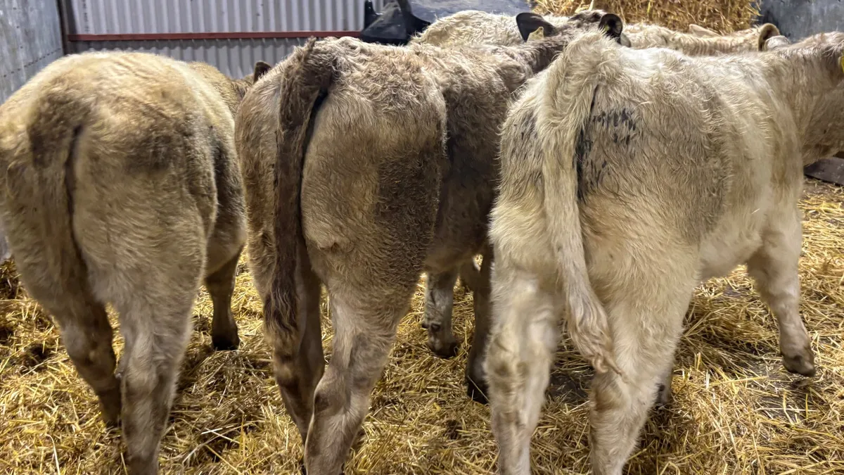 4 Charolais Heifer Wealings - Image 2