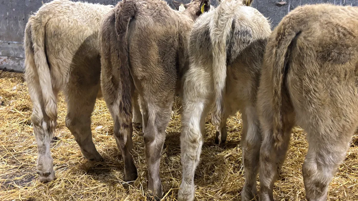 4 Charolais Heifer Wealings - Image 3