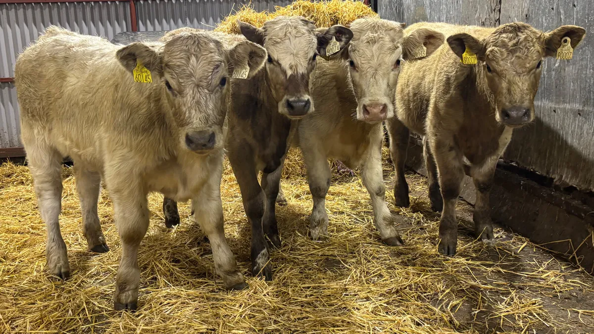4 Charolais Heifer Wealings - Image 1
