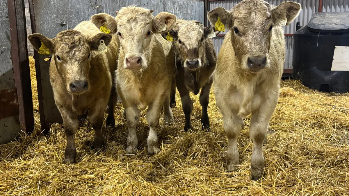 4 Charolais Heifer Wealings - Image 4