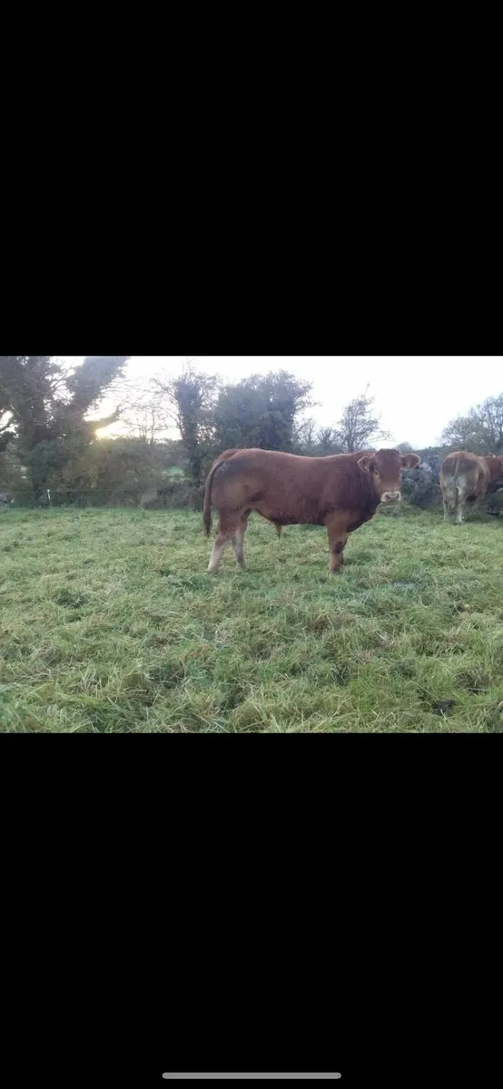 5* P.B.R  Bulls - Image 3