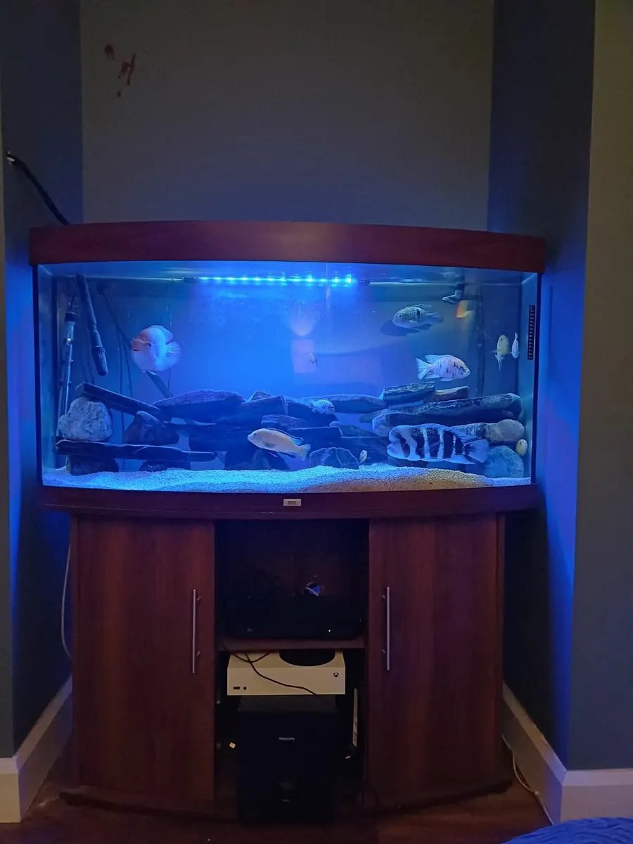 Fish Tank Jewel Vision 260 Ltr - Image 1