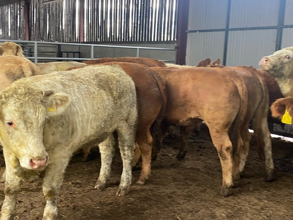 15 super U grade continental store bullocks - Image 2
