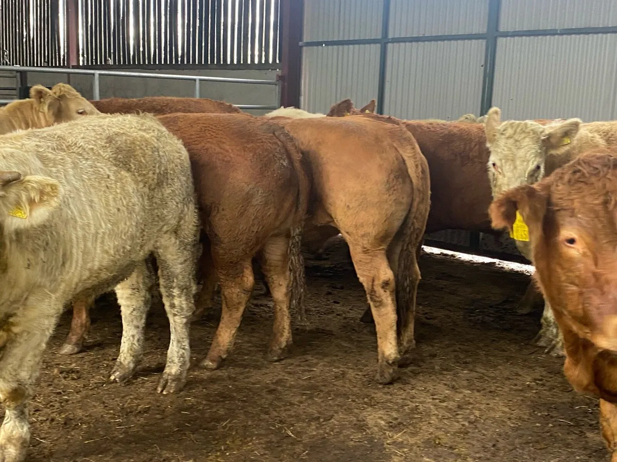 15 super U grade continental store bullocks - Image 3