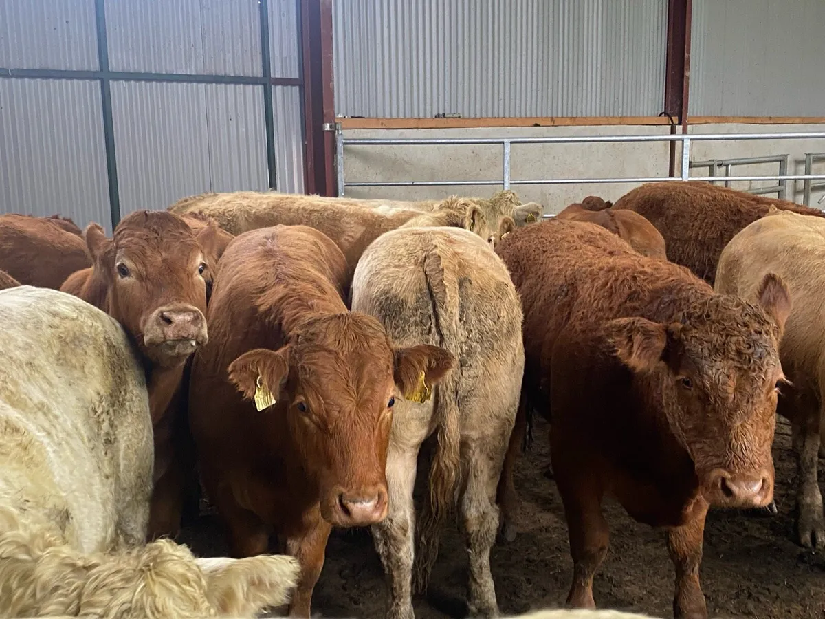 15 super U grade continental store bullocks - Image 4