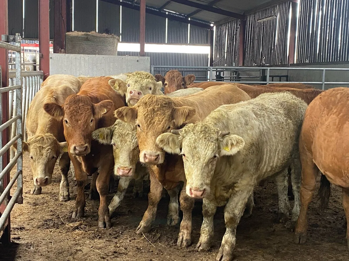 15 super U grade continental store bullocks - Image 1