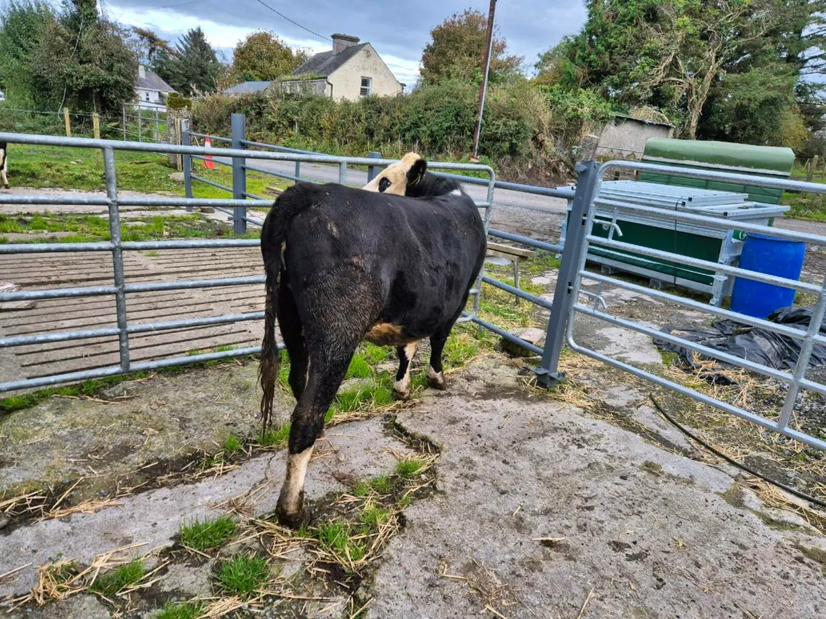 Hereford hefier - Image 1