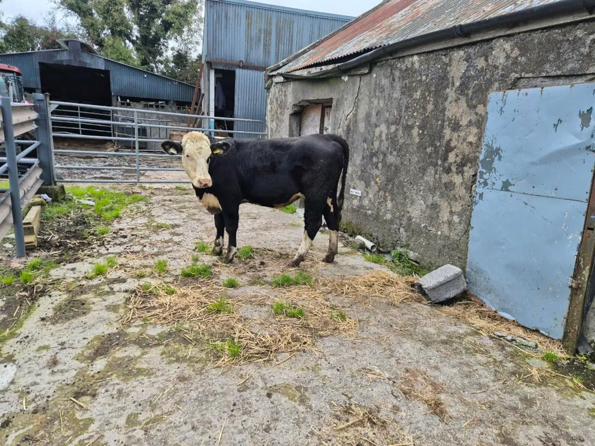 Hereford hefier - Image 3