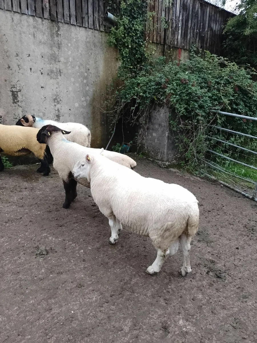 Cheviot Ram