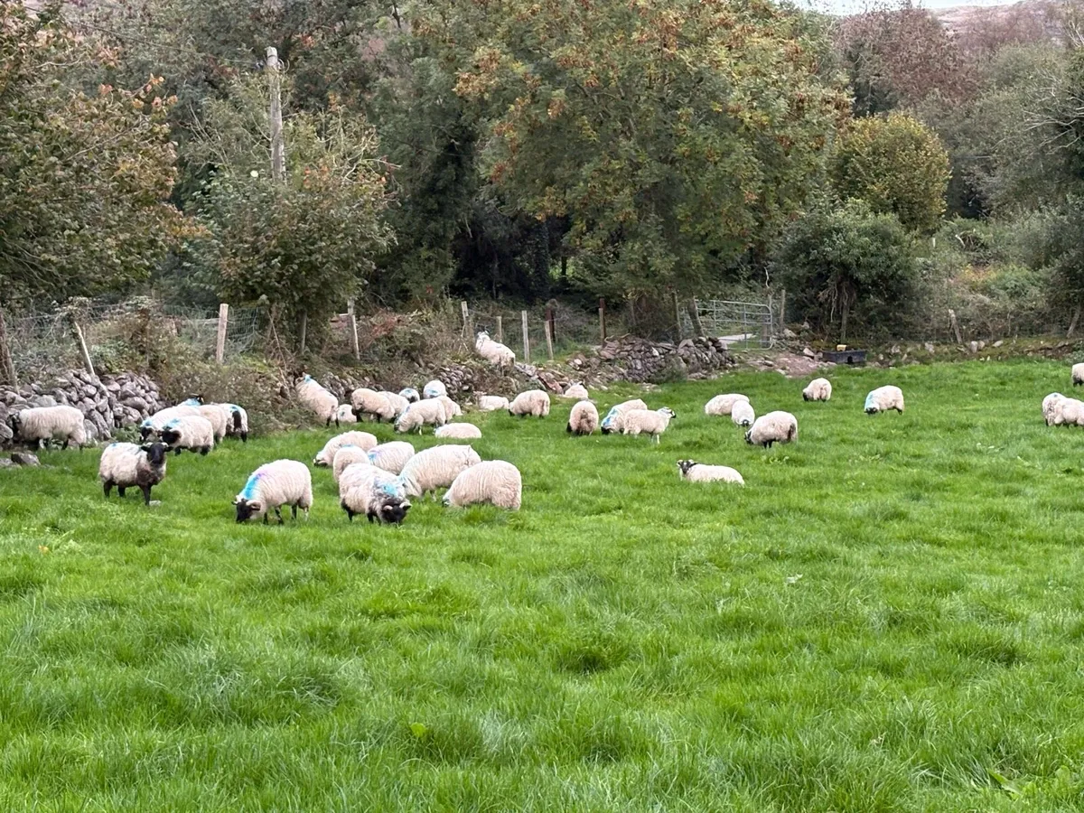 Organic lambs - Image 1