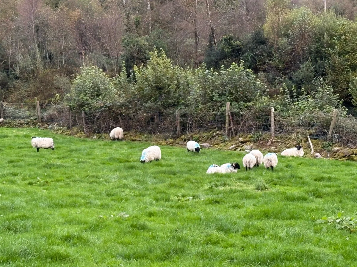 Organic lambs - Image 2