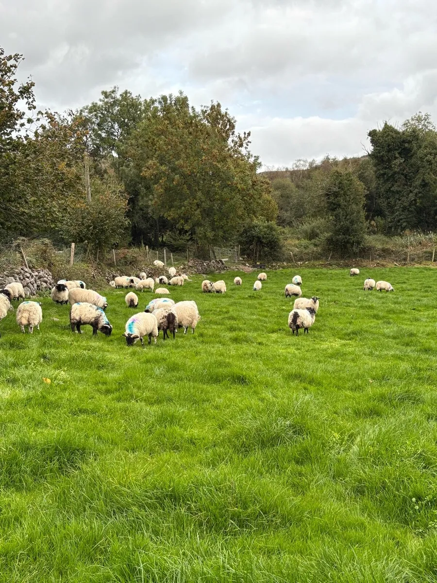 Organic lambs - Image 3