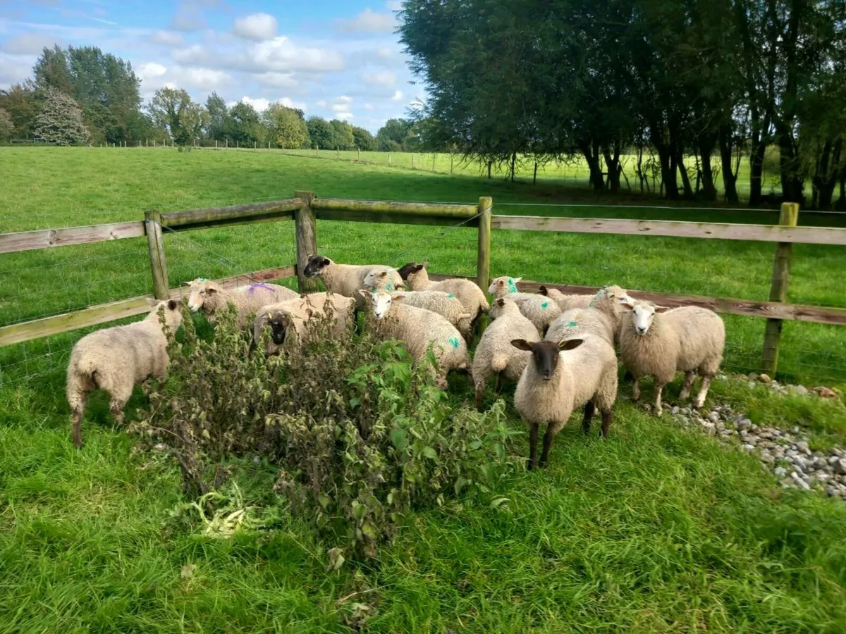 Ewe lambs Tefrom X New Zealand Texel & Suffolk - Image 3