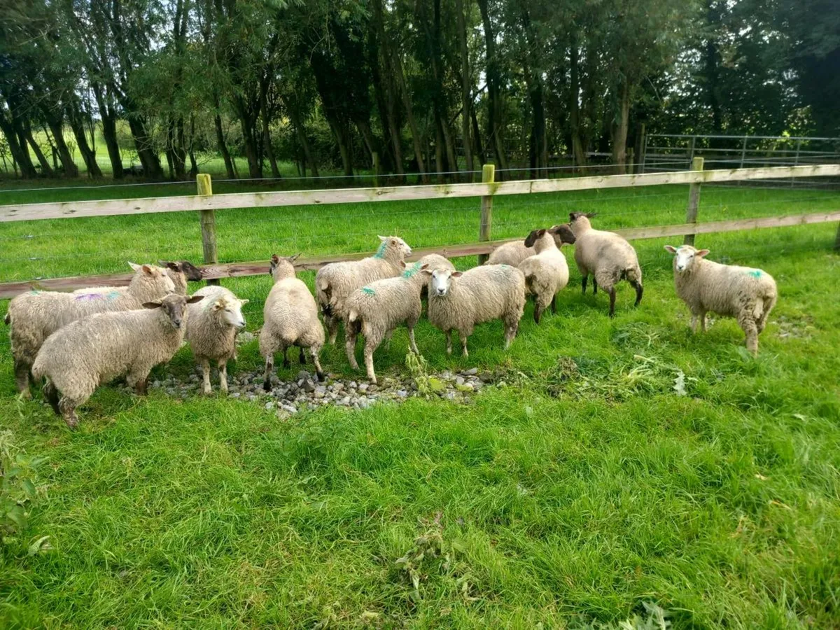 Ewe lambs Tefrom X New Zealand Texel & Suffolk - Image 4