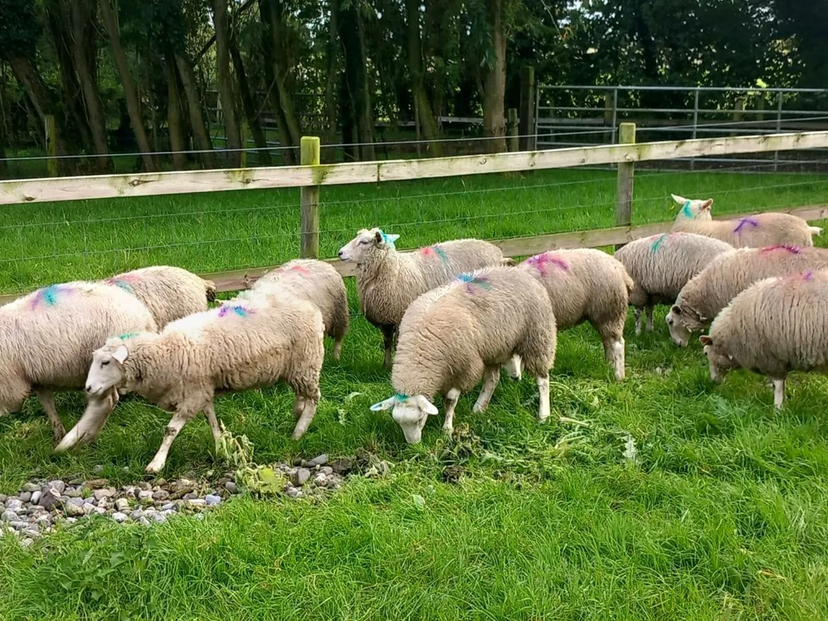 Ewe lambs Tefrom X New Zealand Texel & Suffolk - Image 2
