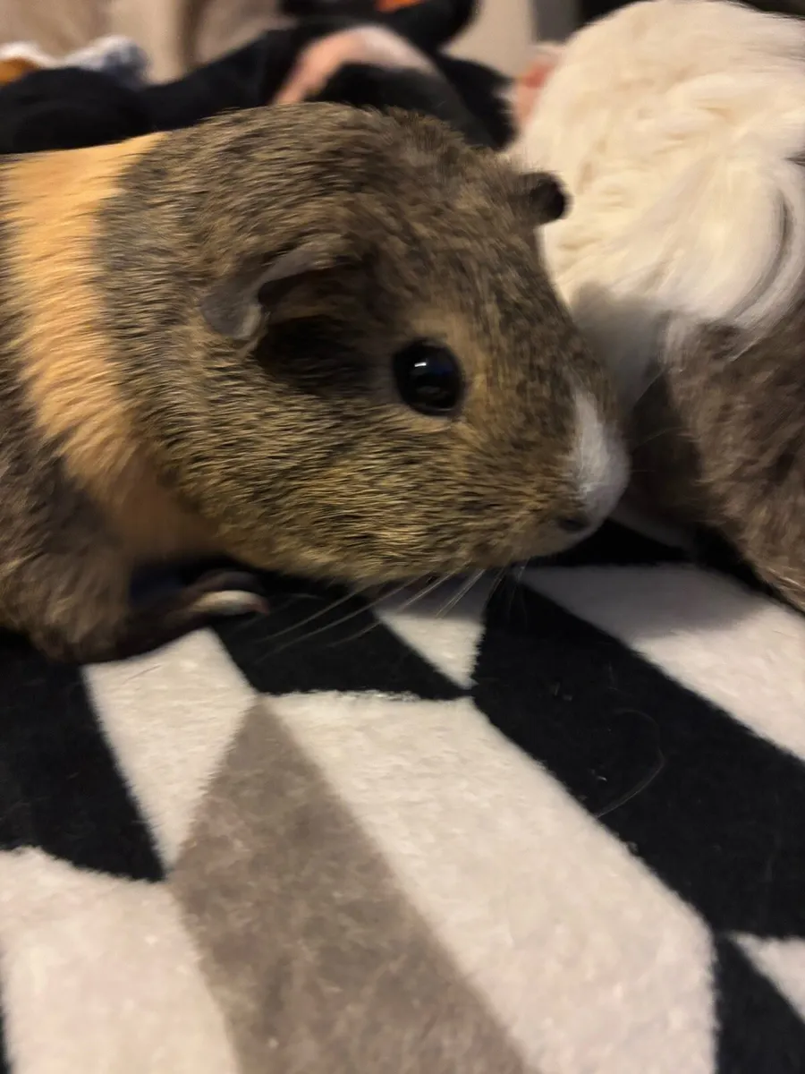Two guinea pigs - Image 1