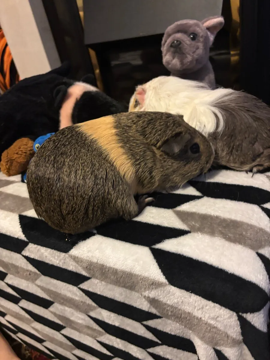 Two guinea pigs - Image 2